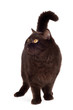 brown british breed cat