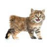 Foto: Kuril bobtail tortoiseshell coat coloring kitten isolated on whi Kuril bobtail tortoiseshell coat coloring kitten isolated on whi