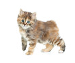 Foto: Kuril bobtail tortoiseshell coat kitten isolated on white lookin Kuril bobtail tortoiseshell coat kitten isolated on white lookin