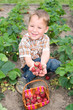 Photo: Kleiner Junge erntet Erdbeeren Kleiner Junge erntet Erdbeeren