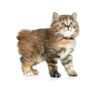 Foto: Kuril bobtail tortoiseshell coat coloring kitten looking up Kuril bobtail tortoiseshell coat coloring kitten looking up