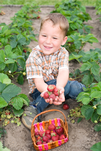 Photo: Kleiner Junge erntet Erdbeeren Kleiner Junge erntet Erdbeeren