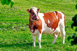 nice cow