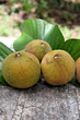 Santol fruit on The  Leaves.