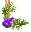 décor zen, orchidée sur galet et bambou