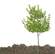 canvas print picture - Tree in soil