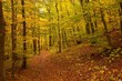 Autumn forest