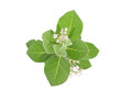 Gigantic Swallowwort