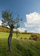Tree on an autumn meadow