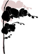 Orchidee