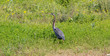 Great Grey Heron (Ardea cinerea)
