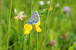 Schmetterling