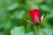 Aufblühende Rose
