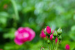 Rosenknospen