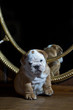 Photo: Cute english bulldog puppy indoors Cute english bulldog puppy indoors