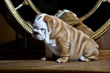 Photo: Cute english bulldog puppy indoors Cute english bulldog puppy indoors