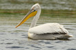 Pellicano riccio