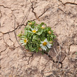 Asteriscus schultzii