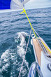 dolphins near sailing yacht