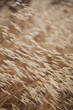 Avena canariensis