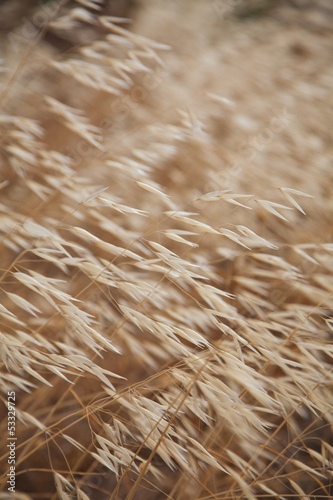 Photo: Avena canariensis Avena canariensis