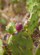 Opuntia dillenii