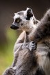 Baby Ring Tailed Lemur