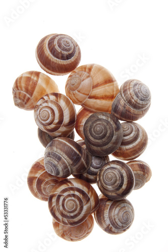 Photo: Snails isolated on white background Snails isolated on white background