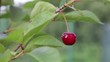 Try me I am ripe