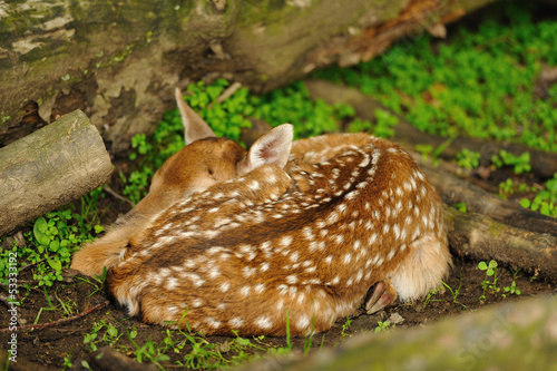 Photo: Just born young fallow deer Just born young fallow deer