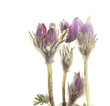 Purple pasque flowers, isolated on white