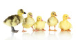 Little ducklings isolated on white