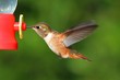 Photo: Rufous Hummingbird (Selasphorus rufus) Rufous Hummingbird (Selasphorus rufus)