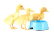 Cute ducklings, with drinking bowl isolated on white
