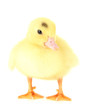 Cute duckling, isolated on white