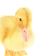 Cute duckling, isolated on white