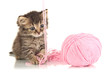 Small kitten play with yarn for knitting isolated on white