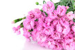 Many small pink cloves isolated on white