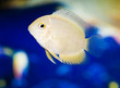 cute little fish in an aquarium
