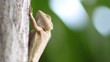  lizard