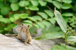 野生のエゾシマリス