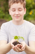 boy hands holding young plant