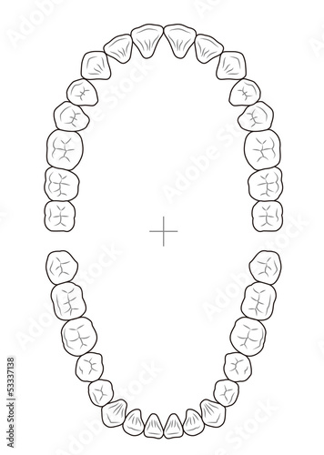 Illustration: 永久歯の歯列図 永久歯の歯列図