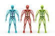 Illustration: X-ray illustration of human body and skeleton. X-ray illustration of human body and skeleton.
