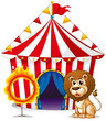 A lion and a ring of fire at the carnival