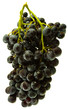 grappe de raisin noir muscat