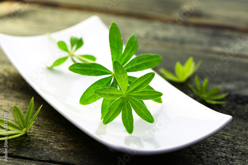 Photo: Waldmeister Waldmeister