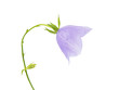 bell isolated