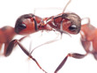 ants are tender only in family, focus on jaws