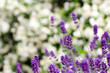 Photo: lavender bush against jasmine plant lavender bush against jasmine plant